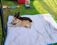 IMG_20250704_124702397_HDR_AE-compressed.jpg (1 MB)