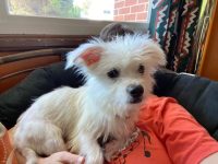 received_853548356042050.jpeg (85 KB)